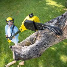 Best Tree Maintenance Programs  in Hurley, NM