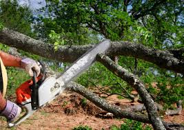 Lawn Renovation and Restoration in Hurley, NM