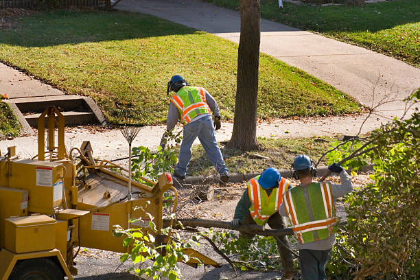 Best Tree Cabling and Bracing  in Hurley, NM
