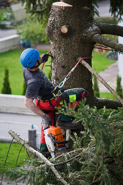 Best Hedge Trimming  in Hurley, NM