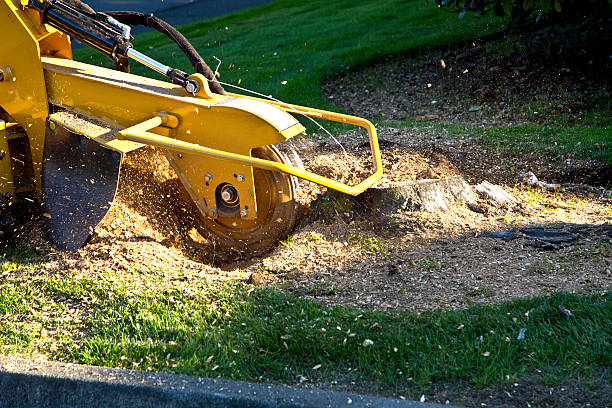 Best Utility Line Clearance  in Hurley, NM