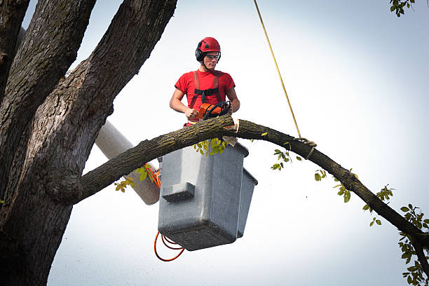 Best Commercial Tree Services  in Hurley, NM