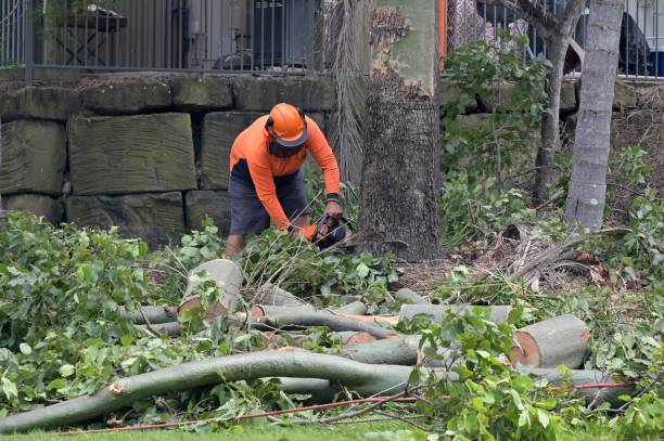 How Our Tree Care Process Works  in  Hurley, NM