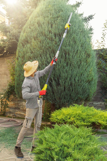 Best Tree Removal  in Hurley, NM